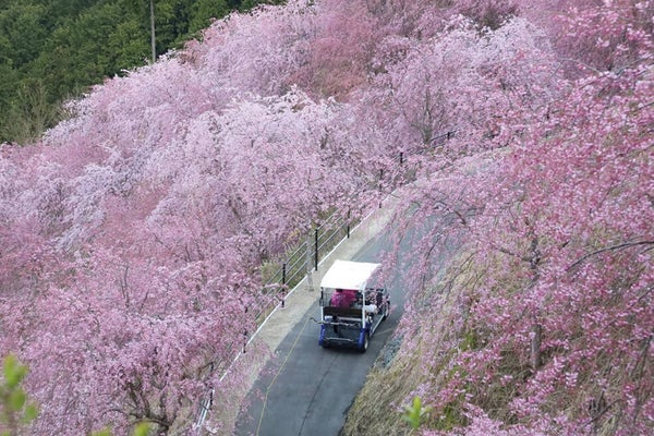 <奈良>圧巻! 1000本のしだれ桜 天空の庭「高見の郷」と樹齢約300年の又兵衛桜ご観賞【緑が丘・西神中央出発】2